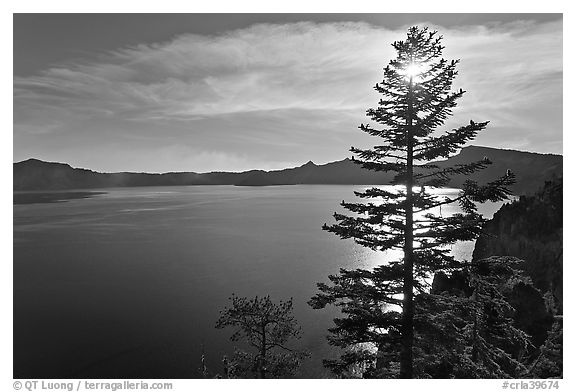 Lake and sun shining through pine tree, afternoon. Crater Lake National Park (black and white)