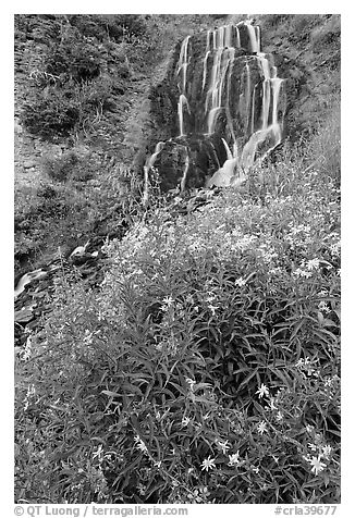 Vidae Falls and wildflowers. Crater Lake National Park (black and white)