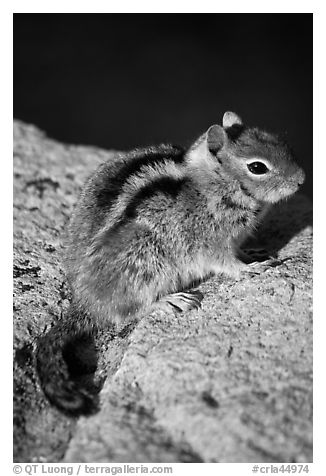 Ground squirel. Crater Lake National Park (black and white)