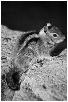 Ground squirel. Crater Lake National Park, Oregon, USA. (black and white)