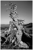 Gnarly whitebark pine tree. Crater Lake National Park ( black and white)