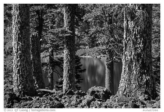 Western Hemlock (Tsuga mertensiana) trunks, Wizard Island. Crater Lake National Park (black and white)