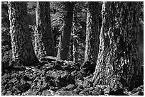 Lava rocks and Western Hemlock trees with lichen, Wizard Island. Crater Lake National Park ( black and white)