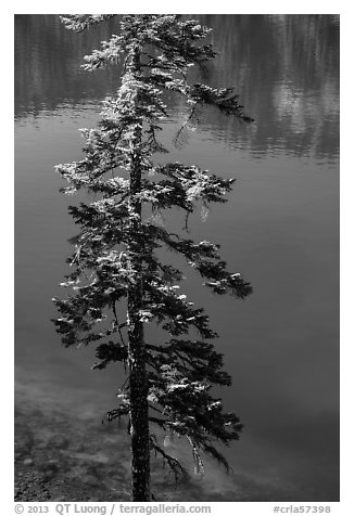 Tree and transparent blue waters, Wizard Island. Crater Lake National Park (black and white)