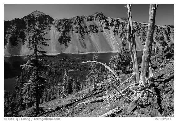 Whitebark pines on top of Wizard Island cinder cone. Crater Lake National Park (black and white)