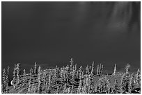 Hemlock trees on lava rocks bordering blue waters of Skell Channel, Wizard Island. Crater Lake National Park ( black and white)