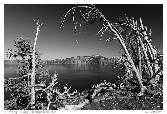 Lake and Mount Scott framed by Whitebark pines on top of Wizard Island cinder cone. Crater Lake National Park (black and white)