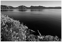 Rabbitbrush in late summer, Cleetwood Cove. Crater Lake National Park ( black and white)