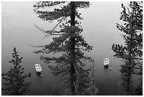 Tour boats seen between trees, Cleetwood Cove. Crater Lake National Park ( black and white)