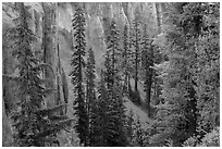 Hemlock and spires of fossilized ash in Munson Creek canyon. Crater Lake National Park ( black and white)