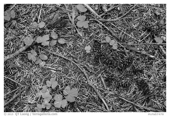 Ground view with fallen cones, needles, and leaves. Crater Lake National Park (black and white)