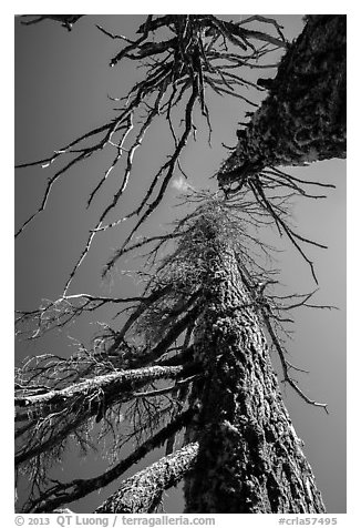 Looking up trees skeletons. Crater Lake National Park (black and white)