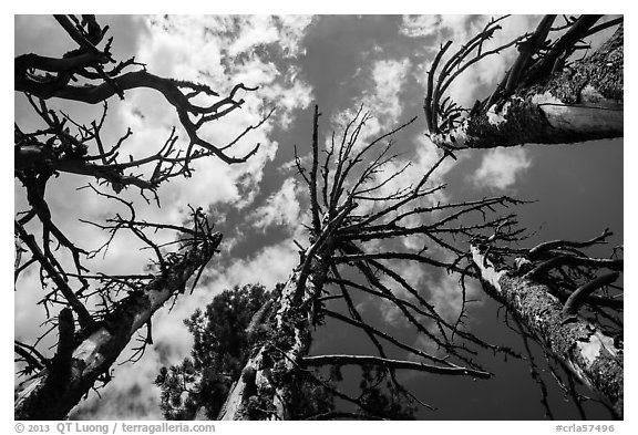 Looking up whitebark pine tree skeletons. Crater Lake National Park (black and white)