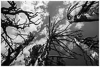 Looking up whitebark pine tree skeletons. Crater Lake National Park ( black and white)