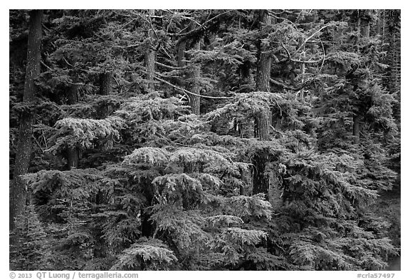 Western Hemlock forest. Crater Lake National Park (black and white)