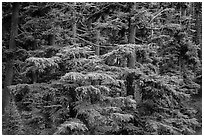 Western Hemlock forest. Crater Lake National Park ( black and white)
