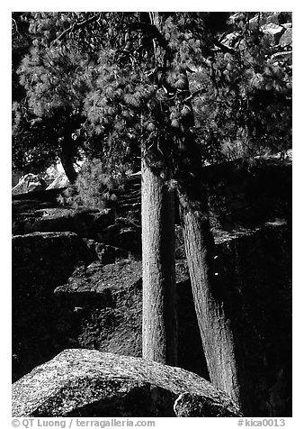 Pine trees with yellowed leaves, Cedar Grove. Kings Canyon National Park (black and white)