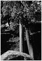 Pine trees with yellowed leaves, Cedar Grove. Kings Canyon National Park ( black and white)