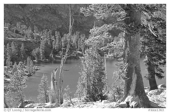 Pines and Rae Lake. Kings Canyon National Park (black and white)