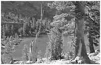Pines and Rae Lake. Kings Canyon National Park, California, USA. (black and white)
