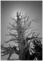 Dead lodgepole pine tree. Kings Canyon National Park, California, USA. (black and white)