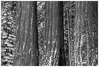 Three Sequoias trunks in Grant Grove, winter. Kings Canyon National Park, California, USA. (black and white)