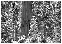 Sequoias in Grant Grove, winter. Kings Canyon National Park, California, USA. (black and white)