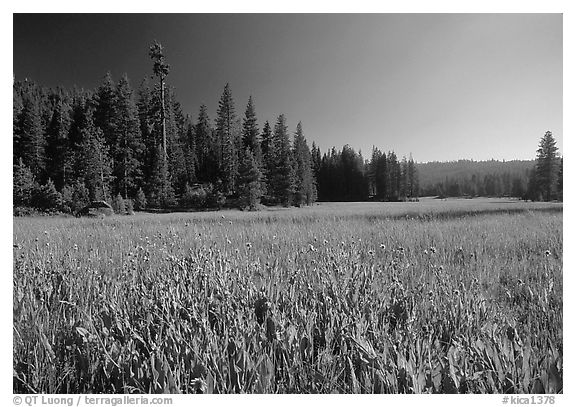 Indian Basin Meadow, summer afternoon. Giant Sequoia National Monument, Sequoia National Forest, California, USA (black and white)