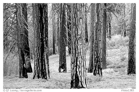 Pines in Cedar Grove. Kings Canyon National Park (black and white)