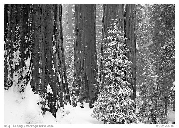 Sequoias in winter snow storm, Grant Grove. Kings Canyon National Park, California, USA.