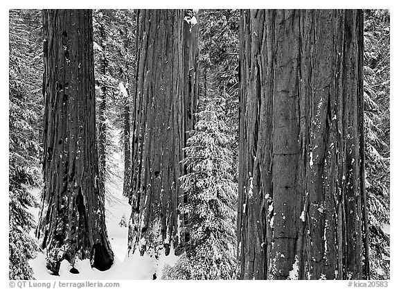 Sequoias (Sequoiadendron giganteum) and pine trees covered with fresh snow, Grant Grove. Kings Canyon National Park (black and white)