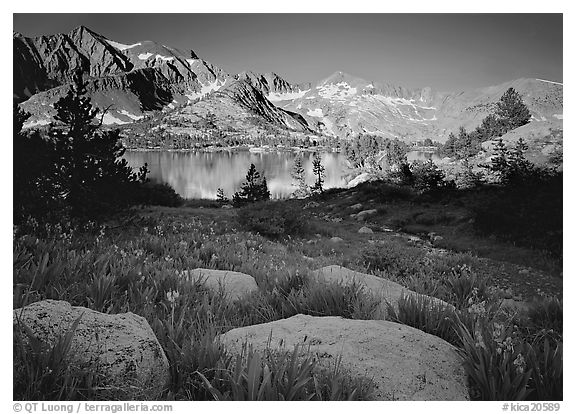 Woods lake and wildflowers, morning. Kings Canyon National Park (black and white)