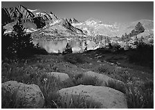 Woods lake and wildflowers, morning. Kings Canyon  National Park ( black and white)