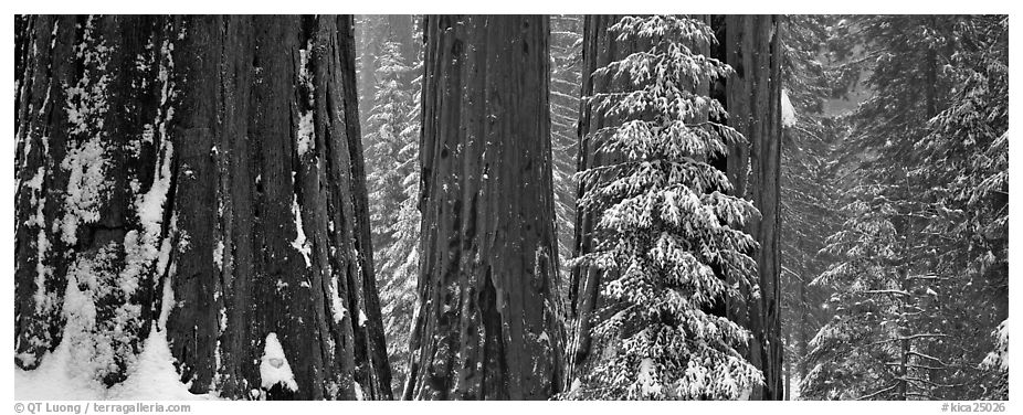 Sequoia forest in snow. Kings Canyon National Park (black and white)