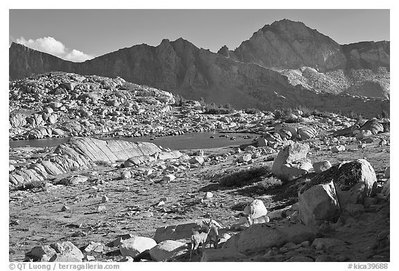 Deer, boulders, alpine lake, and mountains, Dusy Basin. Kings Canyon National Park (black and white)