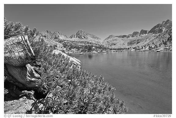 Wood stump and lake, Lower Dusy Basin. Kings Canyon National Park (black and white)