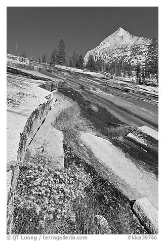 Wildflowers and water over granite slabs, Le Conte Canyon. Kings Canyon National Park (black and white)