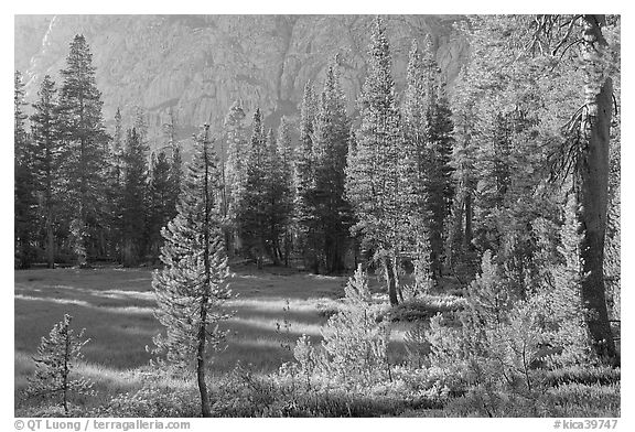 Big Pete Meadow, late afternoon, Le Conte Canyon. Kings Canyon National Park (black and white)