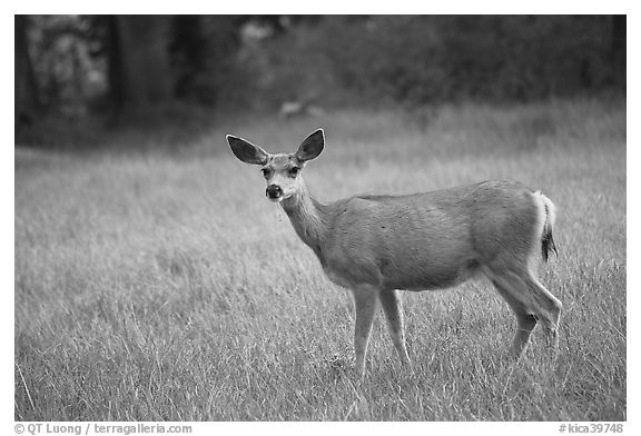 Deer in Big Pete Meadow, Le Conte Canyon. Kings Canyon National Park (black and white)