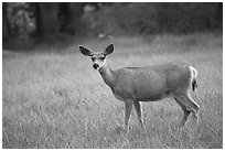 Deer in Big Pete Meadow, Le Conte Canyon. Kings Canyon National Park, California, USA. (black and white)