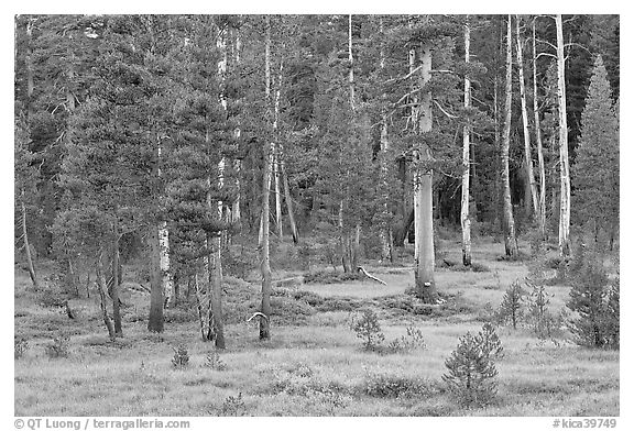 Pine trees in Big Pete Meadow, Le Conte Canyon. Kings Canyon National Park (black and white)