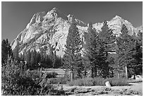 Langille Peak and pine trees, Big Pete Meadow, Le Conte Canyon. Kings Canyon National Park ( black and white)