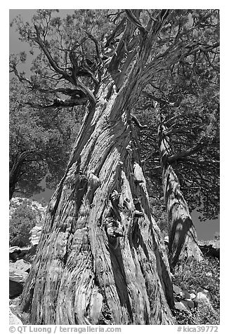 Pine tree, Le Conte Canyon. Kings Canyon National Park (black and white)