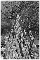 Pine tree, Le Conte Canyon. Kings Canyon National Park ( black and white)
