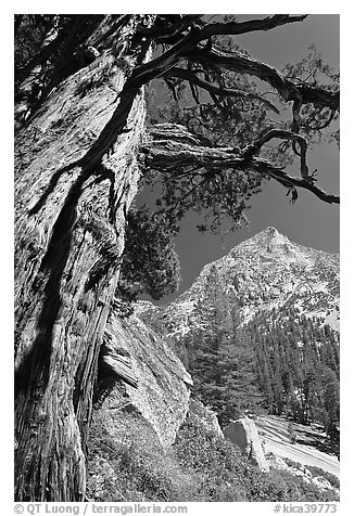 Pine tree and peak, Le Conte Canyon. Kings Canyon National Park (black and white)