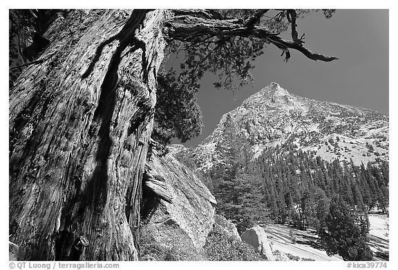 Pine tree and peak, Le Conte Canyon. Kings Canyon National Park (black and white)
