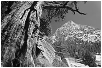 Pine tree and peak, Le Conte Canyon. Kings Canyon National Park ( black and white)