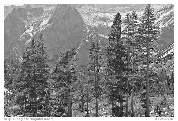 Pine trees and granite peaks. Kings Canyon National Park (black and white)