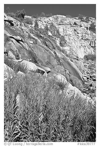 Fireweed and waterfall. Kings Canyon National Park (black and white)