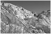 Fireweed and cliffs with waterfall. Kings Canyon National Park, California, USA. (black and white)